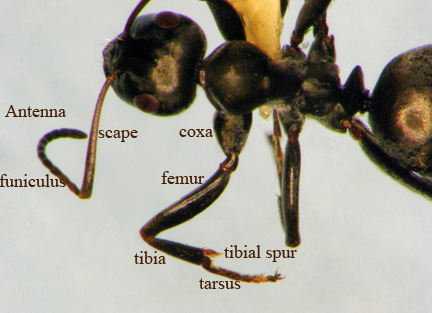 Ant body lower view