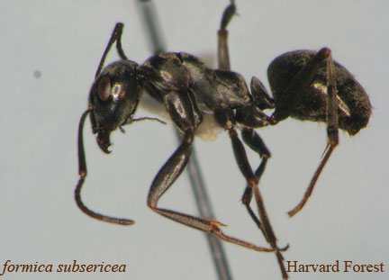 Formica subsericea