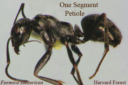 Ant's one segment petiole