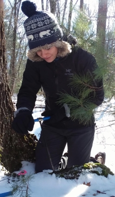 Scientist Meghan Blumstein samples root carbon in winter. Photo by Audrey Barker Plotkin.