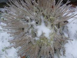 Chives in ice