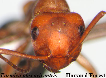 Formica obscuriventris﻿