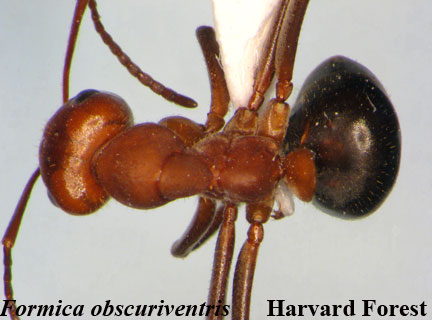Formica obscuriventris﻿