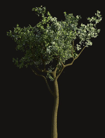 [Tree model created in Blender.  Texture credit Steve Lund.]