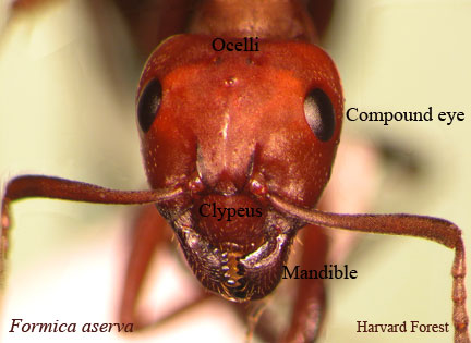 Formica aserva face view