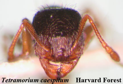 Tetramorium caespitum