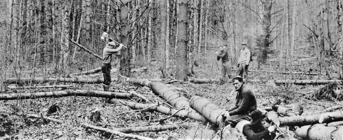 Harvard Forestry students cutting trees and making a stem analysis in the Tom Swamp Tract in 1908.
