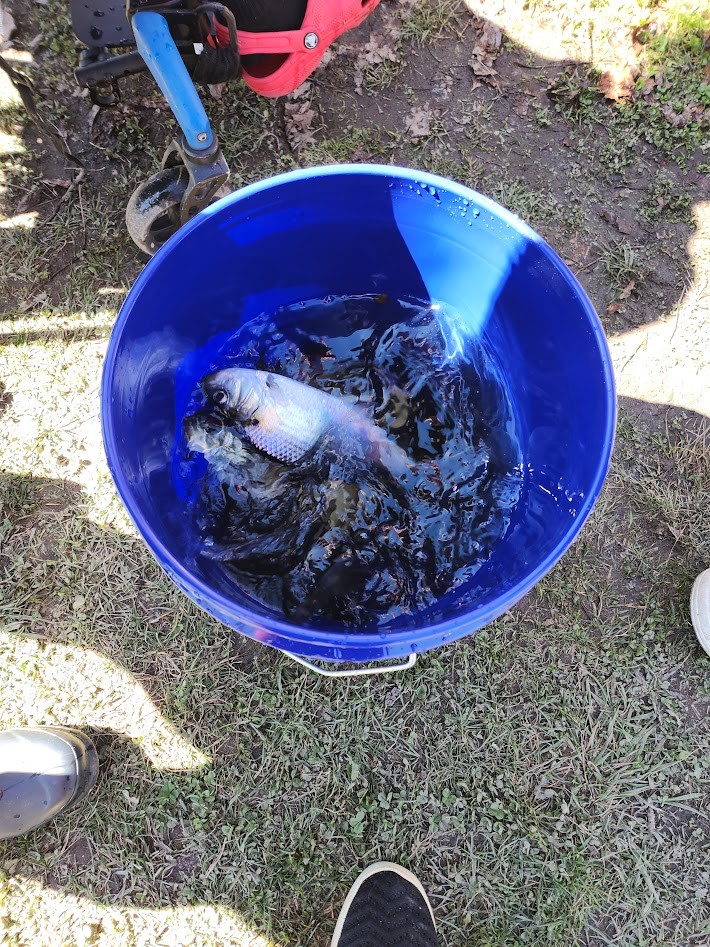 Image shows a herring in a bucket.