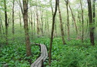 a wetland boardwalk surrounded by bright green skunk cabbage