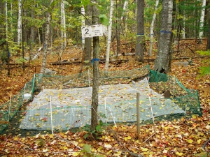 a study plot in the Harvard Forest DIRT experiment