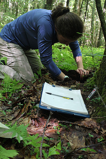 [Digging for a root sample at the base of a northern red oak tree.]