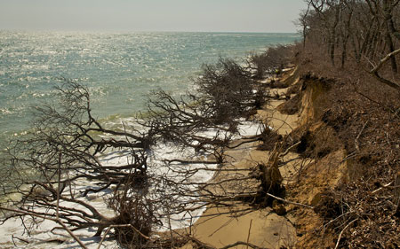Eroded oaks along dune