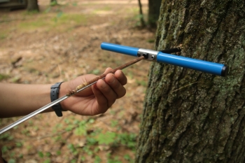 A scientist takes an increment core out of the trunk of an oak tree in summer