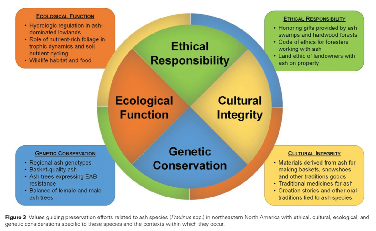 Photo shows a figure from the 2nd research article, in which values guiding brown ash preservattion efforts are shown
