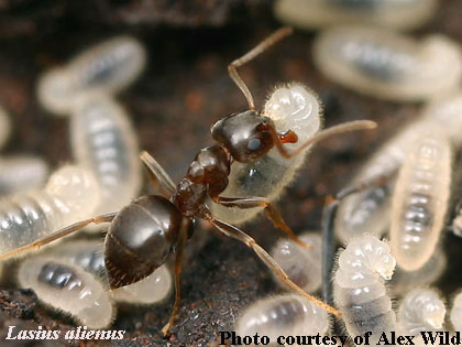 ant queen laying eggs