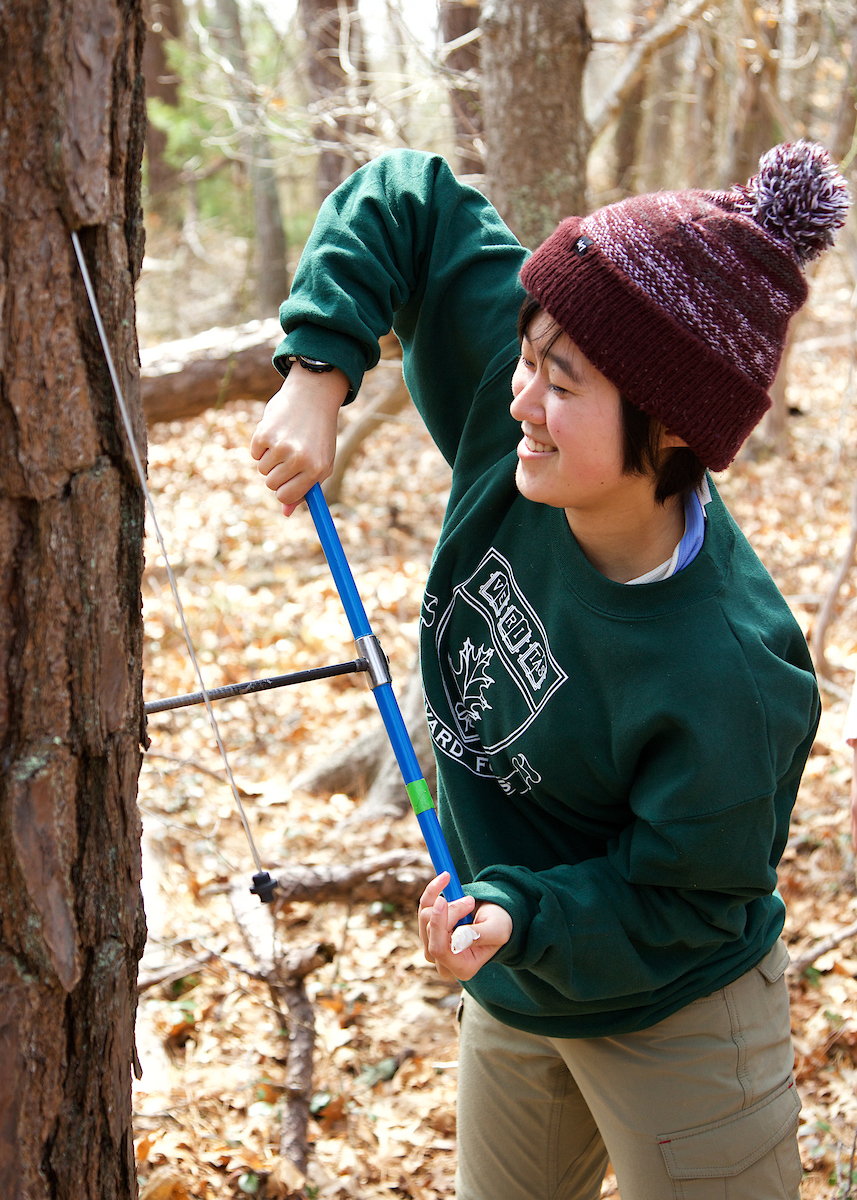 A student cores a tree as part of the Freshman Seminar course