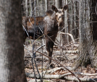 a young moose stands in a leafless forest in early spring