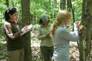 Research mentor Audrey Barker Plotkin works with two students to measure trees in a permanent forest study plot. Photo by Moshe Roberts.