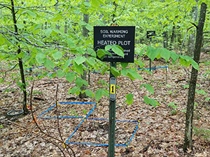 [Prospect Hill Soil Warming Experiment Plot. Photo by States Labrum]