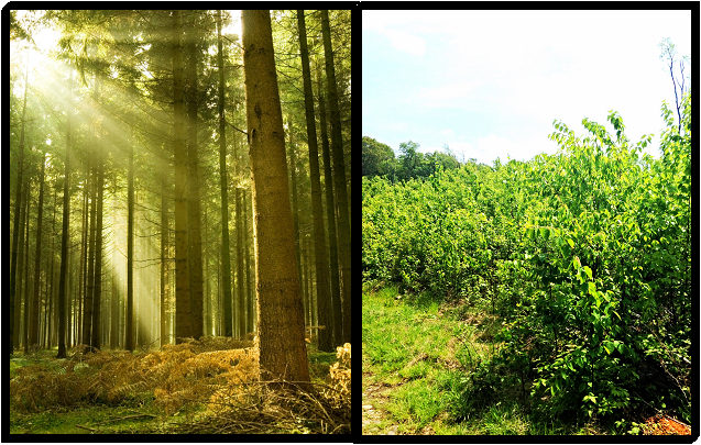 [Where you would think a forest ecologist works (left) and where I actually spend my time (right).]