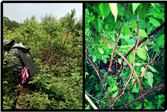 [My field partner, Lowell, tromping through the blackberries (left) and an upclose look at some more blackberry, our favorite shrub species (right)]