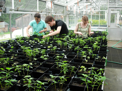 Students working in Greenhouse