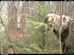 [Moose foraging]
