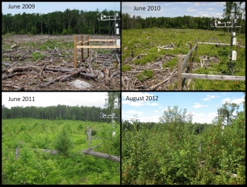 Clearcut regeneration over time. Photo by Chris Williams.
