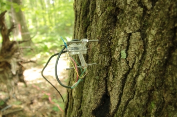 A dendrometer sensor in the trunk of an oak tree.