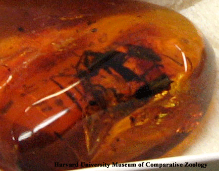 [Ancient ant fossilized in amber]