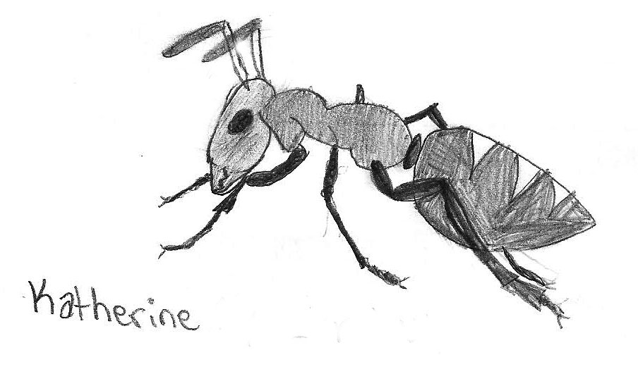 Ant by Katherine