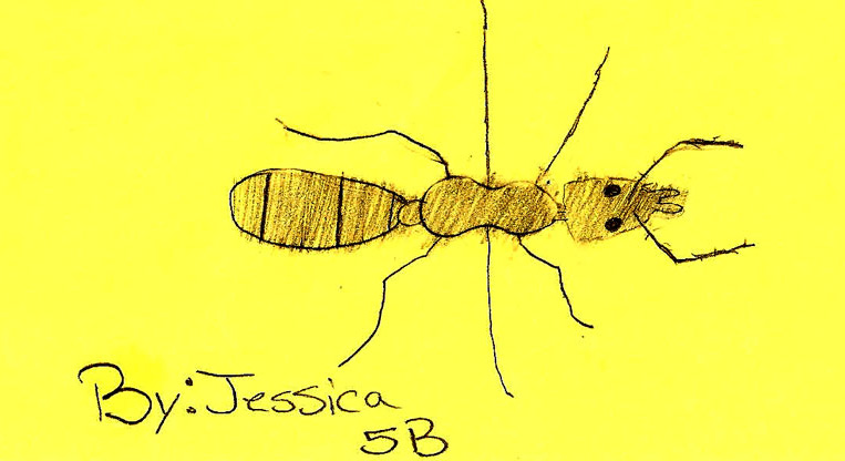 Ant by Jess