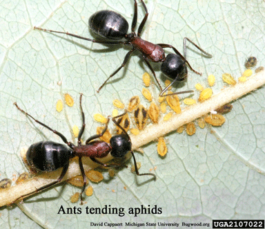 Ants with aphids