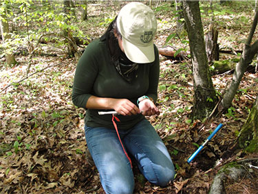 [Collecting samples of tree roots. Photo by Jill Fusco]