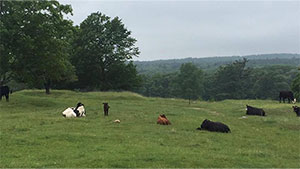 cows of Harvard Farm