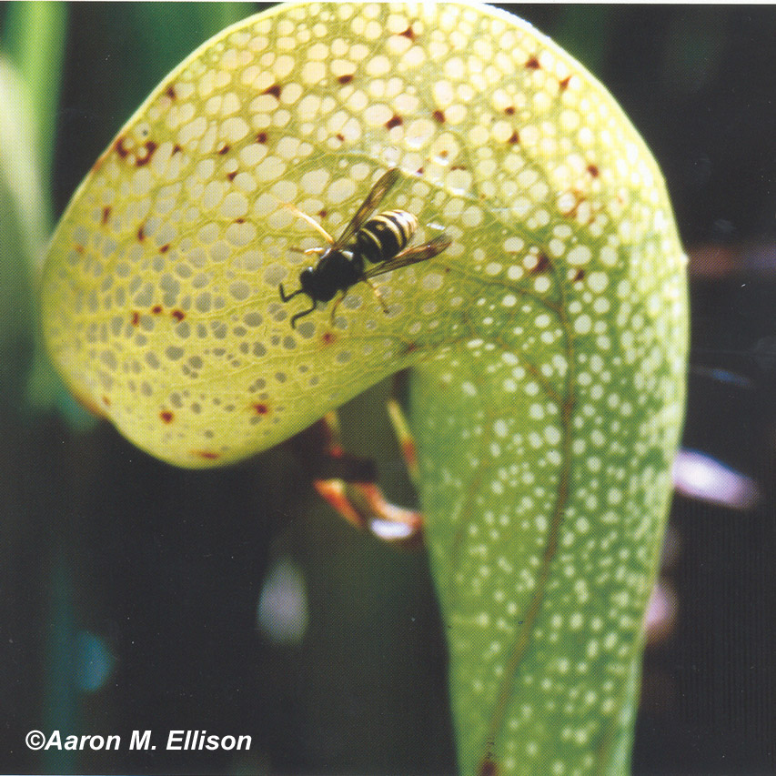 Darlingtonia with wasp