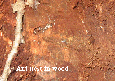 Ant nest in wood