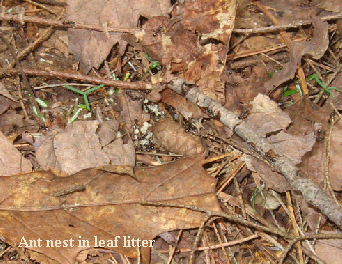 Ant nest in leaf litter