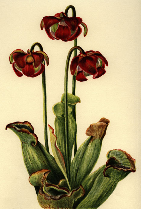 Sarracenia purpurea spp. purpurea