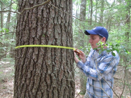 [Pat O'Hara measures this tree's DBH, or diameter at breast height.]
