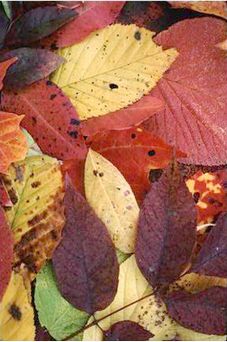 Autumn Leaf Collage