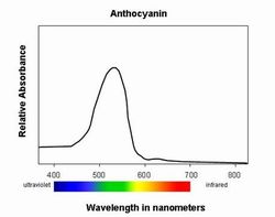 Absorbance de l'anthocyanine