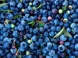 Blueberries high concentration of anthocyanins