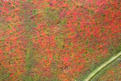 Close up of Red Oak Leaf