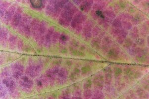 [Leaf close-up of the maple-leaf viburnum, showing the extraordinary purple color of these leaves.]