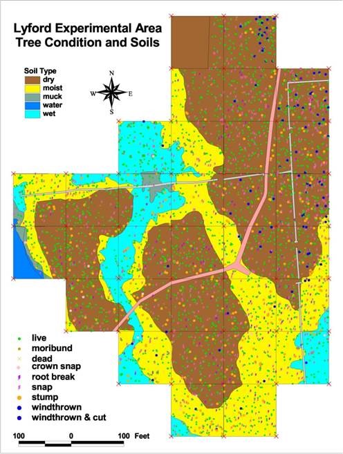 Lyford Grid Tree Condition and Soils