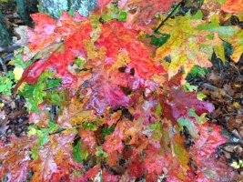 Red Oak Foliage