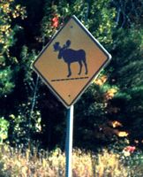Moose caution sign