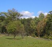 2006 Foliage
