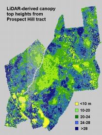 Prospect Hill Canopy Height Map